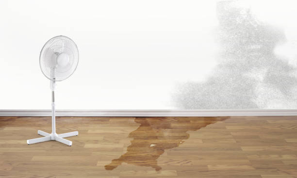 Best Professional water damage repair  in Sweet Springs, MO